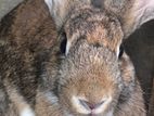 Rabbit Angora