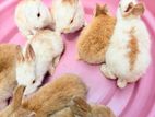 Rabbit Babies