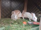 Rabbit Breeding Pair