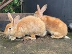 Rabbit