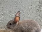 Rabbit