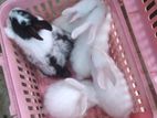rabbit bunnies