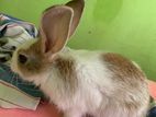 Rabbit Bunny