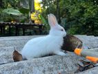 Rabbit