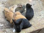 முயல் குட்டிகள்