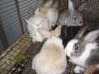 Rabbits