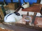 Rabbit Port