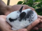English Spot Rabbits