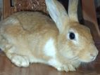 Rabbits