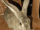 Rabbits