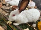 Rabbit Female