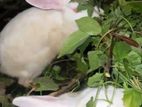 Rabbit Female