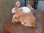 Rabbits