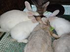 Rabbits