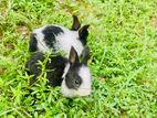 Rabbit