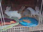 rabbit