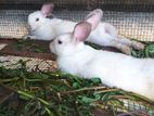 Rabbits