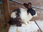 Rabbit