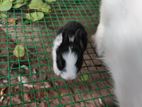 Rabbit
