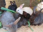 Rabbit