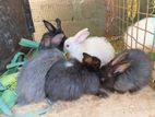 Rabbit