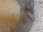 rabbit