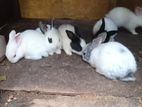 rabbit