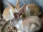 Rabbit
