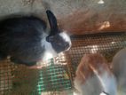 RABBIT
