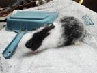 RABBIT