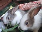 Rabbit