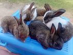 Rabbits