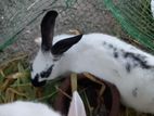 Rabbits