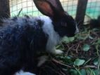 Rabbit