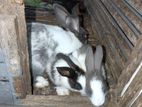Rabbit
