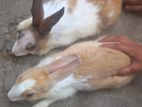 Rabbit