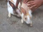 Rabbits