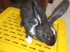 Rabbit