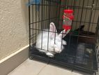 Rabbit