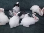 Rabbit