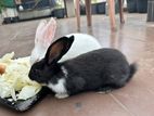 Rabbit