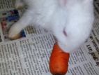 Rabbit