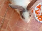 Rabbit