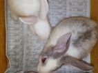 Rabbit