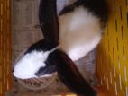 Rabbit