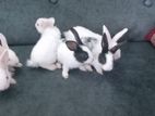 Rabbits