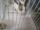 Rabbit