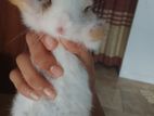 RABBIT