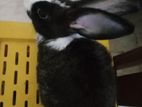 Rabbit