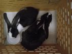 Rabbit